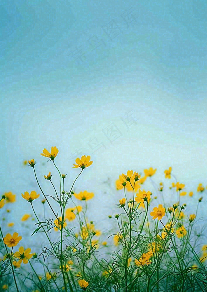 春天黄色的小花，春风，春分，油菜花(928x1312)