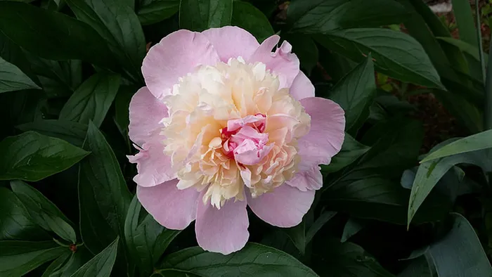 花朵 花束 植物 素材 (205)