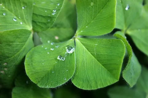 唯美幸运草素材图片 唯美幸运草素材图片