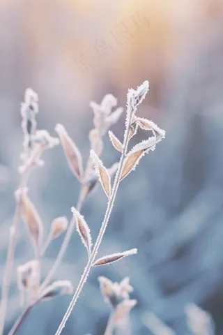 雪花枝叶白色背景