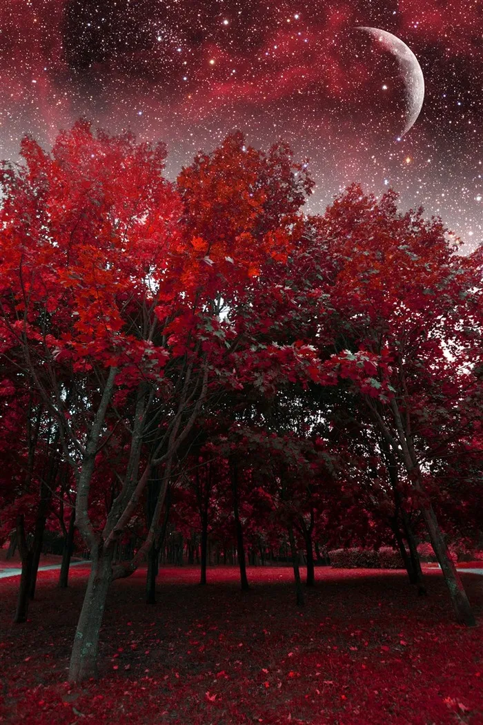 梦幻深秋树林红色景色高清图
