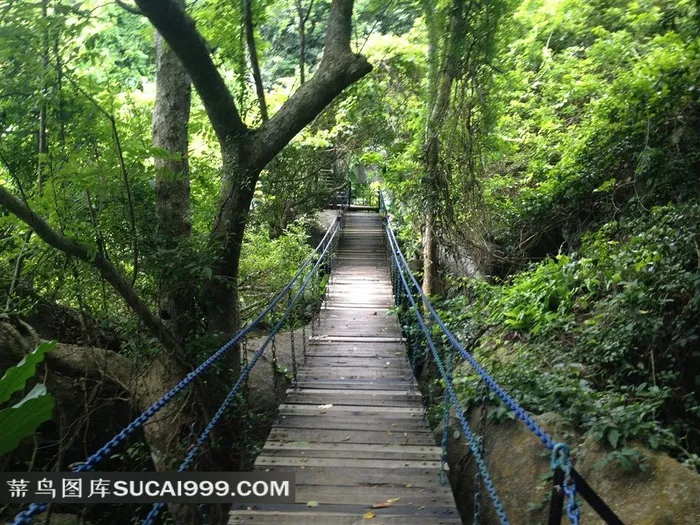 海南三亚森林公园中的索桥