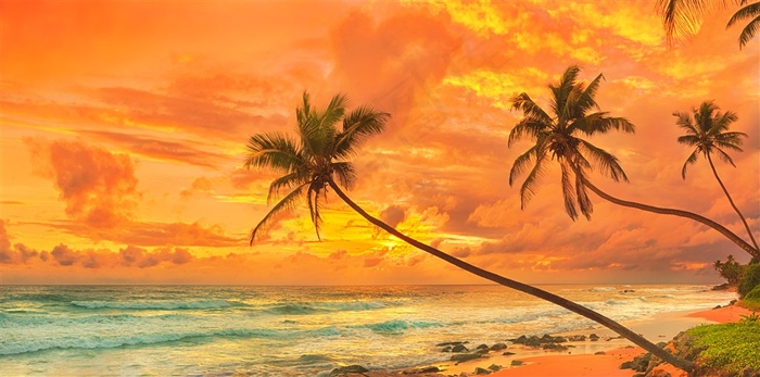 唯美晚霞海景椰树油画风景画