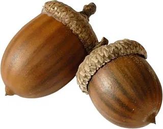 橡子 PNG 图像免抠