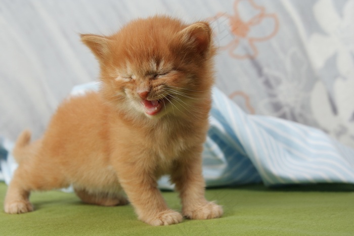 可爱棕色小猫咪图片