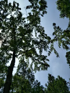 夏天的绿树