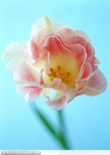 花的彩绘-漂亮的郁金香花朵