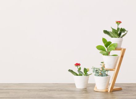 北欧简约绿植盆栽场景(55)