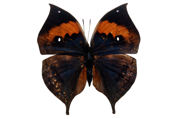 蝴蝶 彩蝶 花蝴蝶 动物 昆虫 免抠 (38)