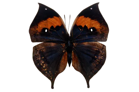 蝴蝶 彩蝶 花蝴蝶 动物 昆虫 免抠 (38)