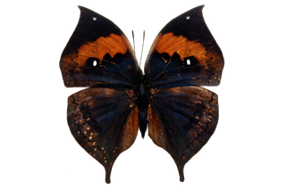 蝴蝶 彩蝶 花蝴蝶 动物 昆虫 免抠 (38)