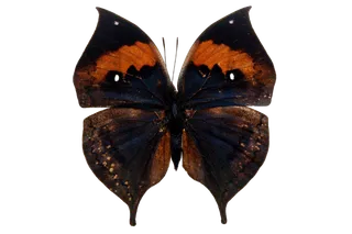 蝴蝶 彩蝶 花蝴蝶 动物 昆虫 免抠 (38)