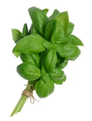 罗勒 PNG免抠(320x420)