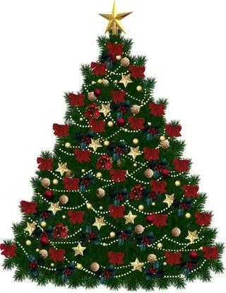 冷杉 PNG 图像免抠