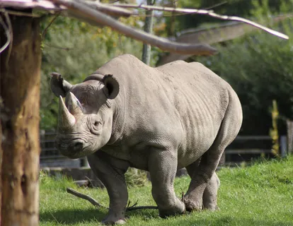 犀牛动物园动物设计素材森林野生