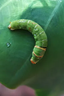 绿色昆虫图片 绿色昆虫图片