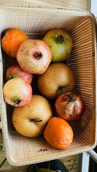 秋收静物果实成熟系列