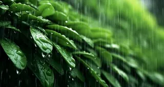 下雨天树叶绿色背景