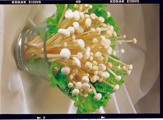 92HG-125白金针菇