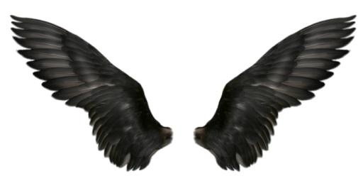 翅膀 PNG免抠(700x349)