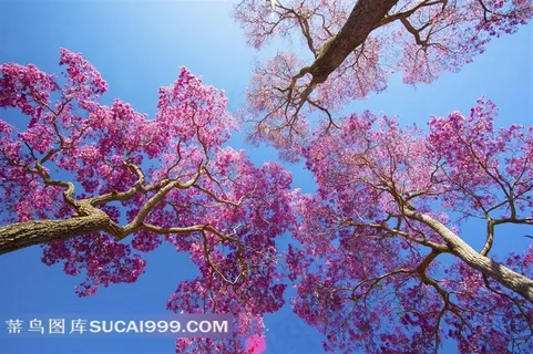 参天风景大树 参天风景大树