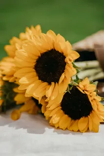 黄色向日葵摄影素材 黄色向日葵摄影素材
