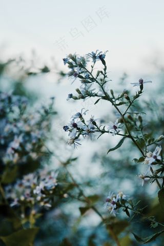 唯美花草非主流图片