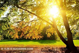 高清阳光下的枫树风景图片