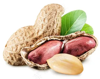 可口饱满的红皮花生高清图片蔬菜图片