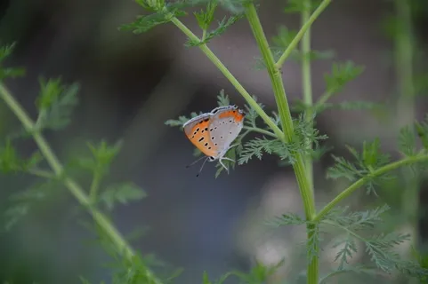 色彩斑斓的蝴蝶素材图片