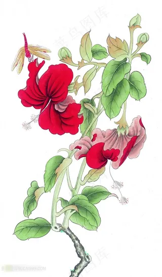 工笔画花朵上的蜻蜓