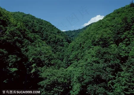 树林风景-翠绿的杉树林
