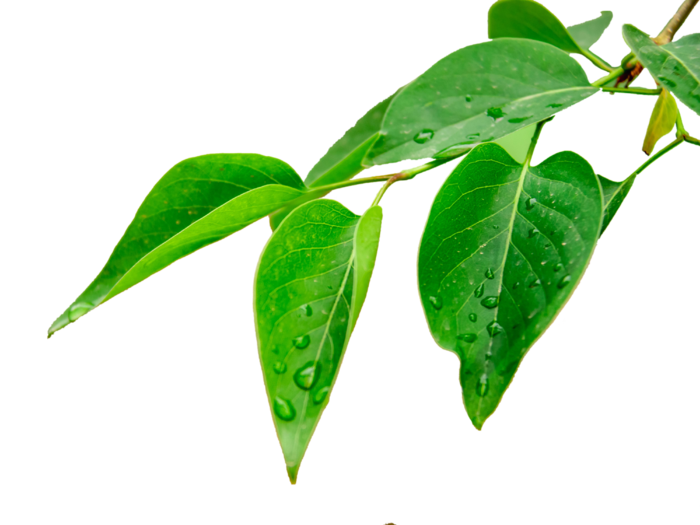 树木树枝树叶免扣素材