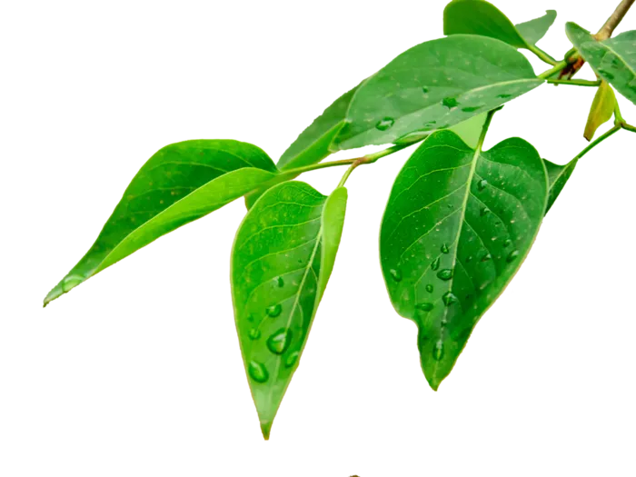 树木树枝树叶免扣素材