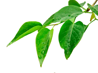 树木树枝树叶免扣素材