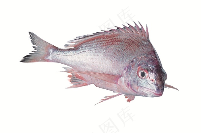 白色背景中的黄花鱼