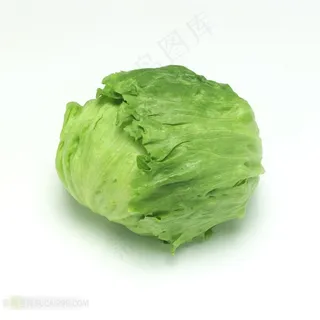 新鲜卷心菜图片