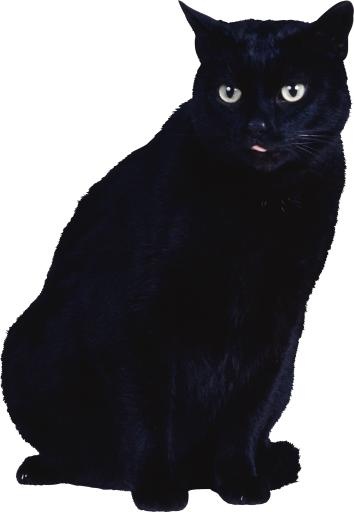 猫 PNG免抠(1448x2094)