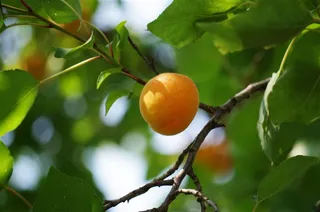 黄澄澄的杏子大图水果图片