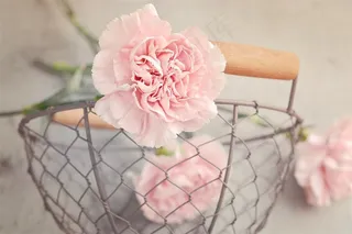 温馨的康乃馨摄影素材