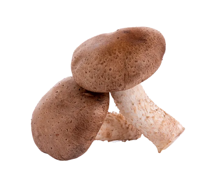 香菇 (18)超市商品白底图免抠实物摄影png格式图片透明底