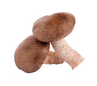 香菇 (18)超市商品白底图免抠实物摄影png格式图片透明底