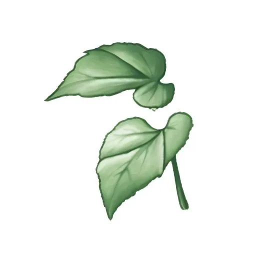 叶子树叶免抠(2048x2048)
