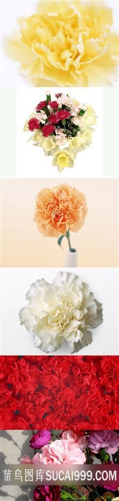 康乃馨漂亮鲜花素材