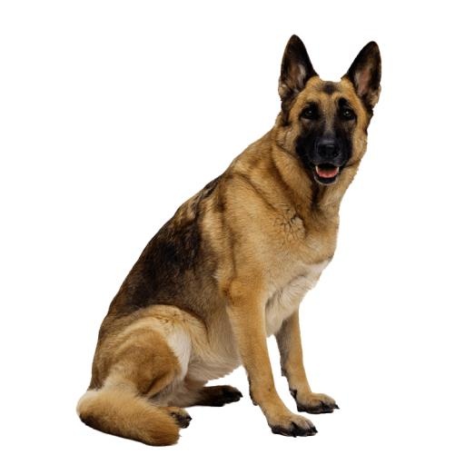 德国牧羊犬 PNG免抠(800x800)
