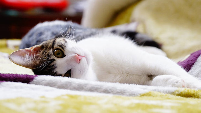 可爱猫咪 动物 素材 奶萌 (218)
