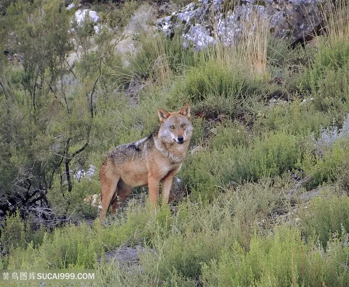 野生动物山坡上狼图片