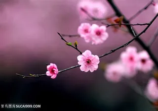 高清傲骨寒梅梅花图片素材
