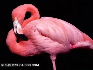 红羽毛大鸟摄影素材