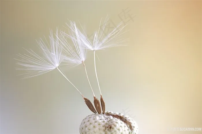 蒲公英的种子